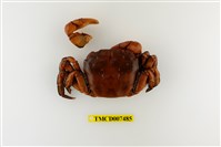 藏品(硬毛假方蟹)的圖片